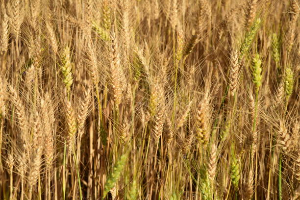 Summer autumn yellow wheat field ear spike spica stock photo