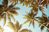 Sommer-Hintergrund. Flachwinkelansicht tropischer Palmen bei klarem blauen Himmel