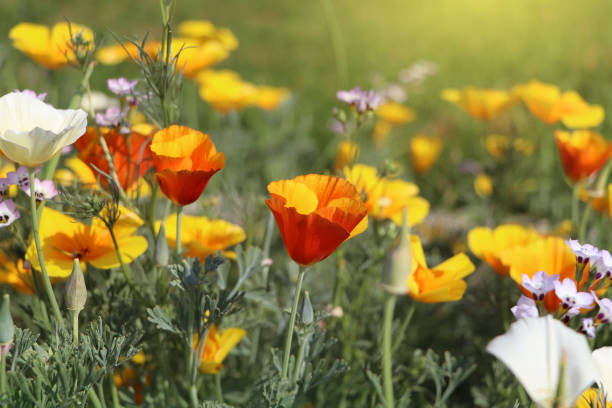 Summer backgroung. Flowers of eschscholzia californica or golden californian poppy, cup of gold, flowering plant in family papaveraceae stock photo