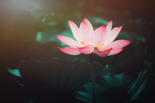 Summer blooming lotus