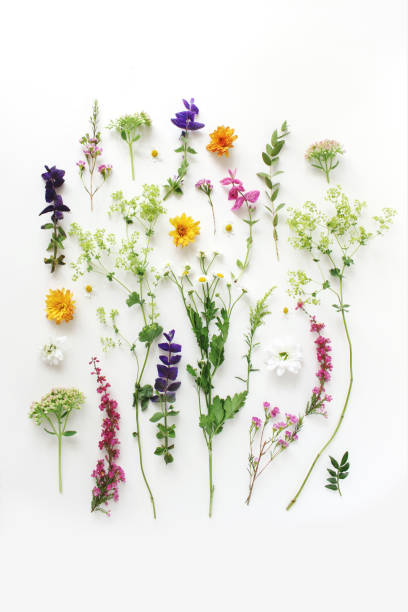여름 식물 패턴입니다. 적은 의 꽃 구성몇 가지, 에리카, 세이지와 국화 꽃과 흰색 나무 배경에 녹색 연금술화 식물. 스타일 스톡 사진입니다. 플랫 레이, 상단 뷰, 수직 - 세로 구도 뉴스 사진 이미지