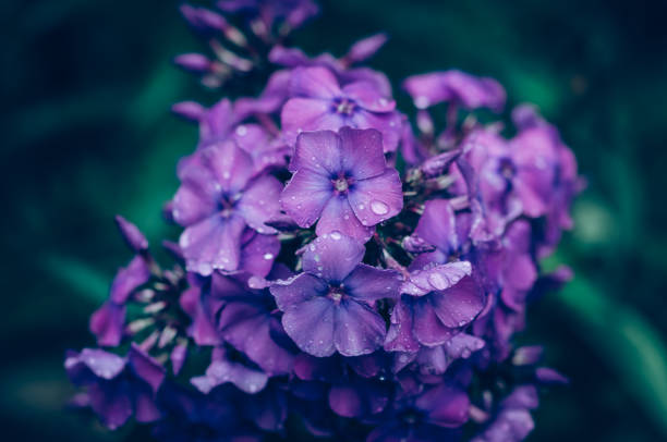 summer colorful scented phlox flowers stock photo