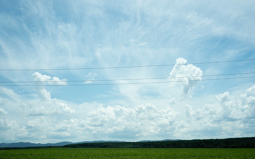 Panorama of the blue sky with white clouds. A green line of trees and vegetation. Rural landscape. A sunny summer day. Wild nature.