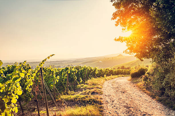 Summer evening vineyard Evening mood in the Rheingau. Toned picture. hesse germany stock pictures, royalty-free photos & images