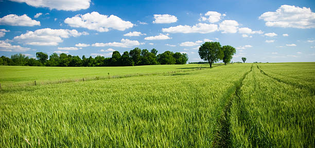 Summer fields stock photo