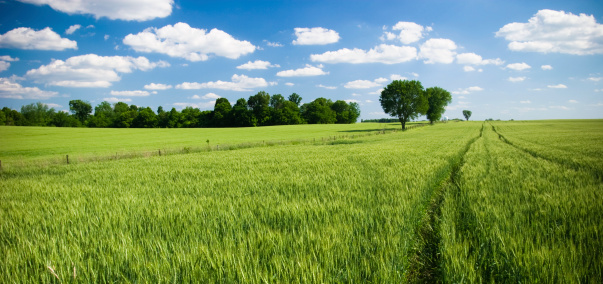 Summer Fields Stock Photo - Download Image Now - iStock