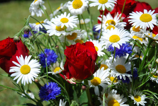 Summer flowers closeup stock photo