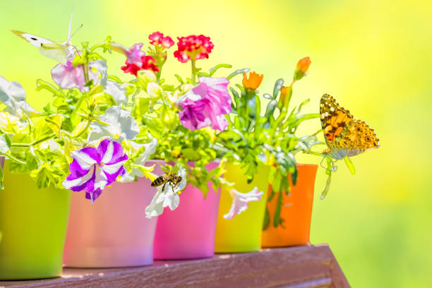 Summer flowers in colorful flowerpots backlit on a blurred background stock photo