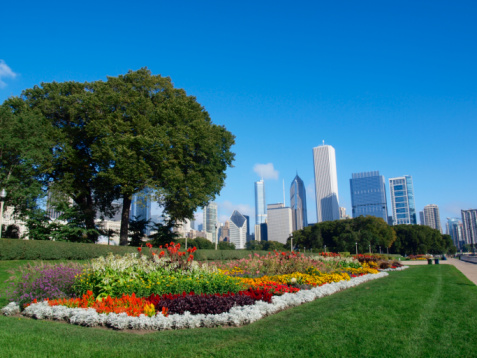 grant illinois chicago flowers summer park