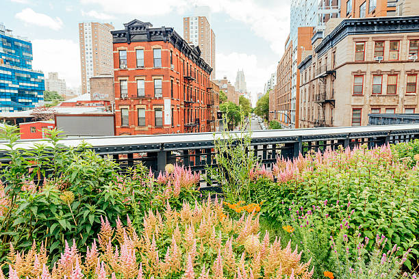 nyc summer flowers in urban high line park with buildings - chelsea stok fotoğraflar ve resimler