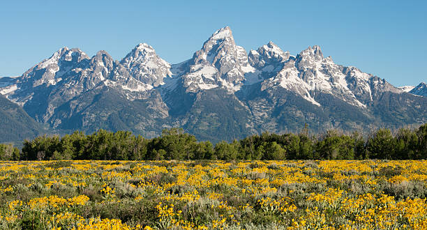 Summer in the Tetons stock photo