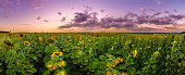 istock Summer landscape: beauty sunset over sunflowers field. Panoramic views 1364574924
