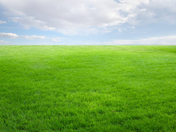 Summer landscape with grass field and sky "Horizontal brightly lit photo of summer landscape with grass field, sky, and clouds. Focus on foreground." grass area stock pictures, royalty-free photos & images