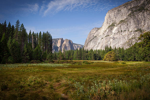 Summer Meadow in Yosemite Valley stock photo