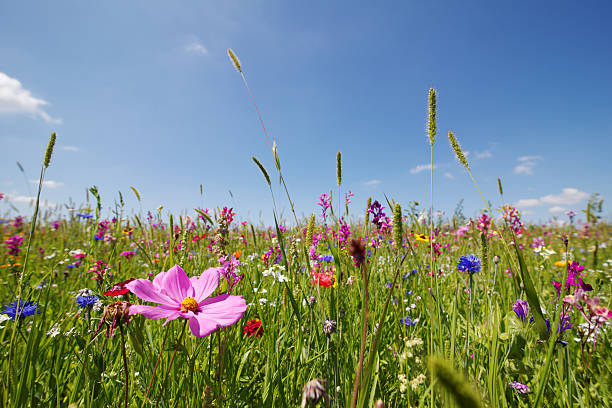 summer meadow summer meadow meadow stock pictures, royalty-free photos & images