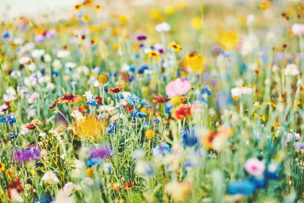 鮮やかな野生の花を持つ夏の草原 - コロラド州 写真 ストックフォトと画像