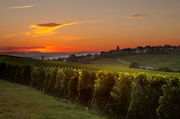 Summer morning in French vineyards Summer morning sunrise in the French vineyard region of Alsace alsace stock pictures, royalty-free photos & images