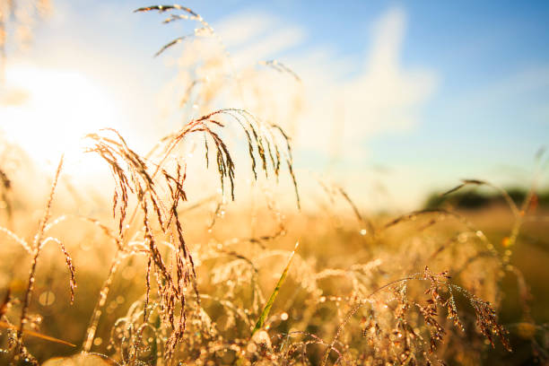 Summer nature background. Golden meadow under blue sky with blurred bokeh. Summer nature background. Golden meadow under blue sky with blurred bokeh meadowlark stock pictures, royalty-free photos & images
