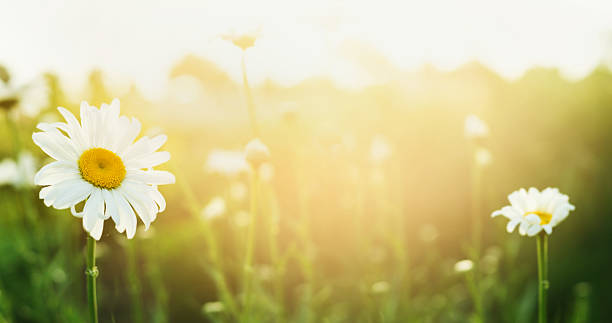 summer nature background with daises and sunlight, banner for website - asteroideae stockfoto's en -beelden