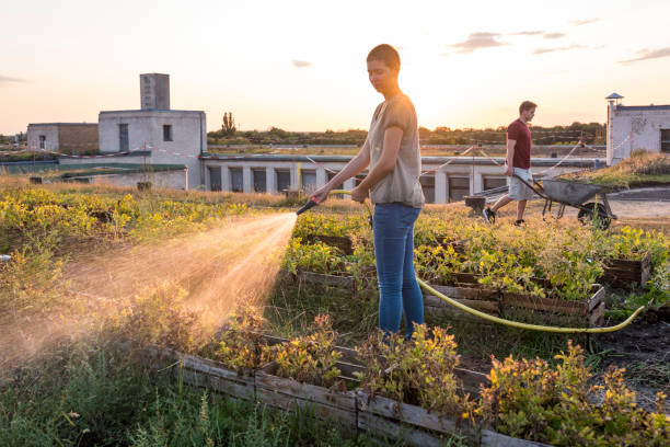 summer: on the roof top garden young adults watering plants summer, roof top garden, young adults, watering plants roof garden stock pictures, royalty-free photos & images