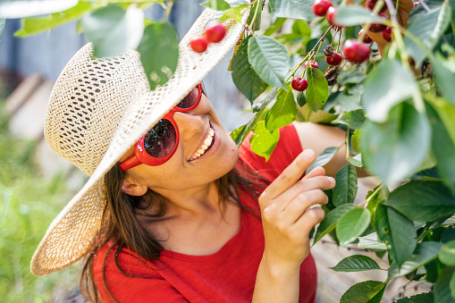 Summer pleasures. Eating cherries is not only for vegans.