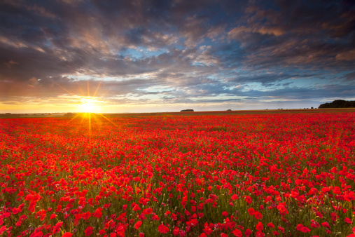 panorama of a field of red poppies against the background of the evening sky\