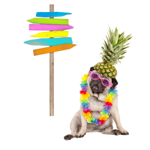 zomer mopshond zitten met kleurrijke hawaiian flower garland, roze zonnebrillen en ananas hoed, naast houten strand teken post op pole, geïsoleerd op witte achtergrond - strandbordjes stockfoto's en -beelden