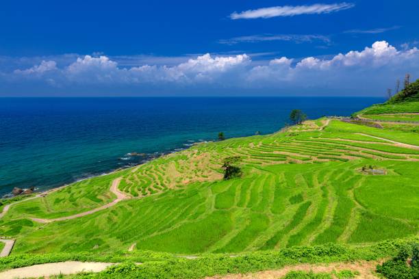 Summer scenery in Northern Noto peninsula in Ishikawa prefecture, Japan This is a summer scenery in Northern Noto peninsula in Ishikawa prefecture, Japan.
Noto peninsula is well known as a tourist destination in this prefecture. ishikawa prefecture stock pictures, royalty-free photos & images