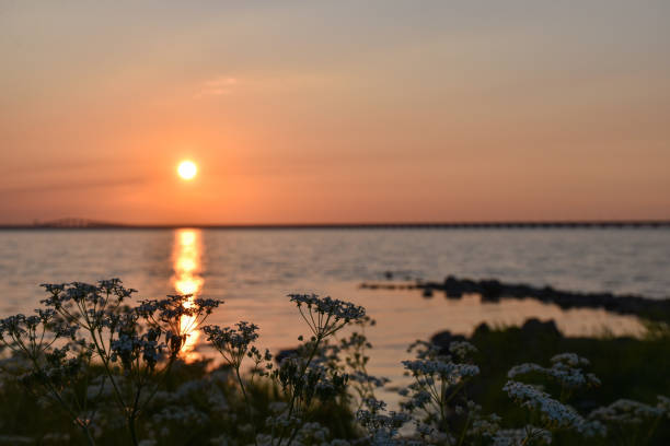 Summer sunset by the Baltic Sea stock photo