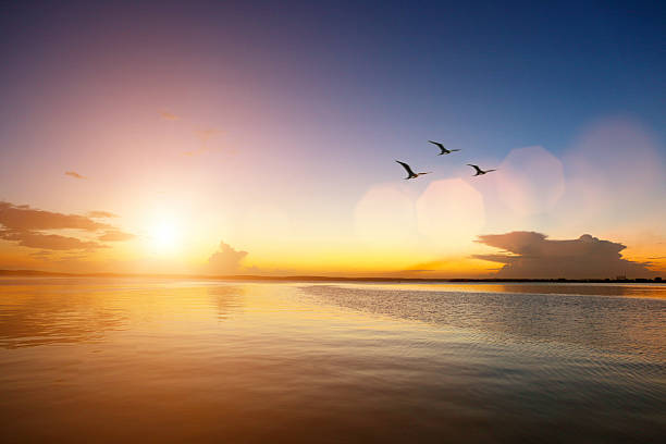Summer sunset, idyllic seascape, birds flying away stock photo
