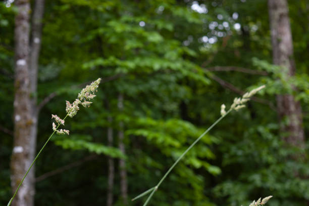 летний высокий дикий нортвинд травы в лесу - killington стоковые фото и изображения