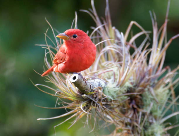 Summer Tanager male stock photo
