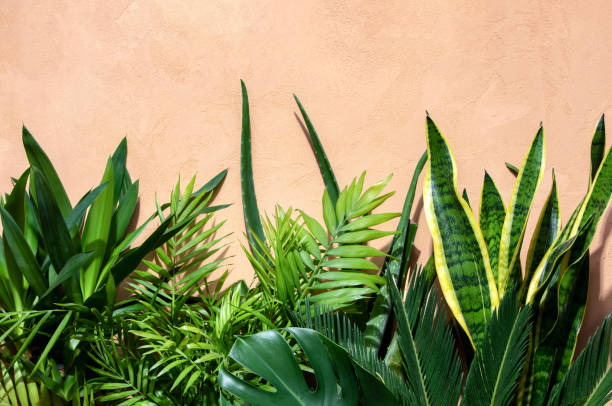 Summer tropical urban garden concept Urban jungle concept, summer background with a copy space above potted tropical plant leaves houseplant stock pictures, royalty-free photos & images
