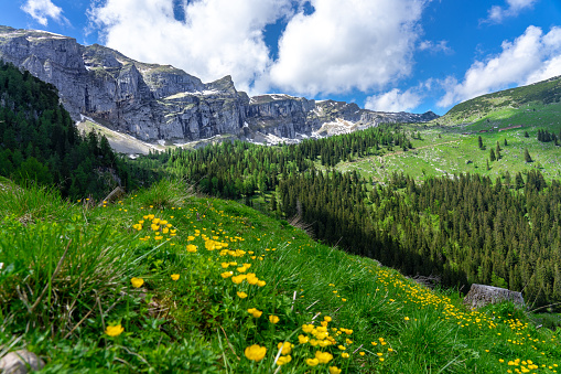 summer tyrol alms view with little yellow flowers hills and mountains .