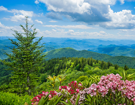 A panoramic view of the Smoky Mountains from the Blue Ridge Parkway in North Carolina. Blue sky with  clouds over layers of green hills and  mountains. Flowers blooming in th emountains. USA.