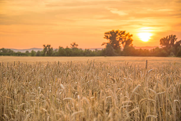 Summer wheat field by the sunset stock photo