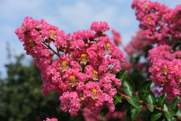 Summertime blooms of crepe myrtle trees showing there vibrant colors stock photo
