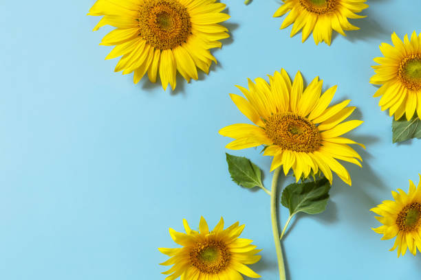 Summertime or autumn concept. Sunflowers with copy space on pastel blue background. Top view flat lay. stock photo