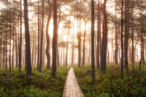 Summery hiking trail through a bog in the morning foggy sunrise in Soomaa National Park, Estonian nature, Northern Europe