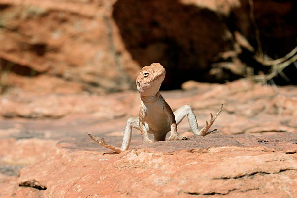 Sun Bathing Lizard stock photo