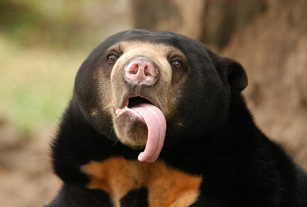 Sun bear with tongue sticking out stock photo