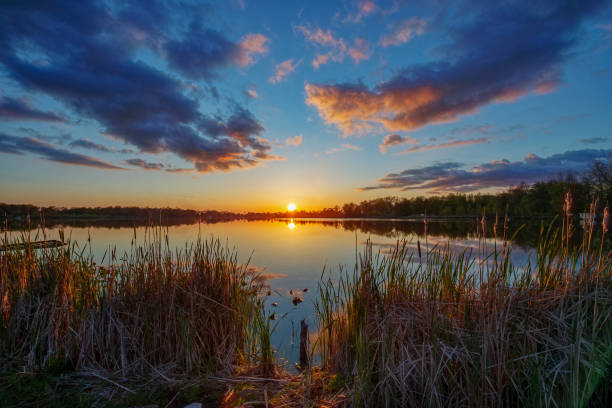 Sun on Horizon over Quiet Water through Cattails Sun on Horizon over Quiet Water through Cattails at Sunset cattail stock pictures, royalty-free photos & images