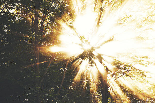 A beautiful image of bright sun rays seen through the leaves of trees
