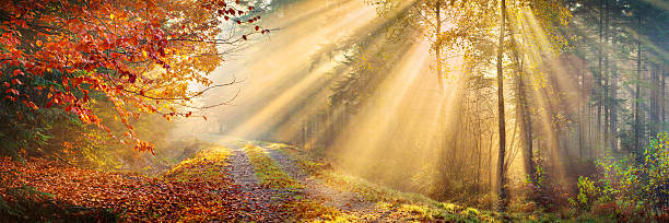 Sun Rays Penetrating Autumn Forest - XXXL 40 Mpix Panorama stock photo