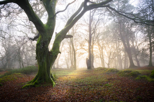 Sun Rise on a Misty Morning in the Woods This is a picture of old woods on a foggy morning just has the sun is rising inishowen peninsula stock pictures, royalty-free photos & images