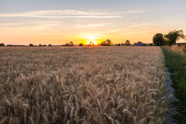 Photo of Sun Setting Behind  a Tree over Golden Wheat Field in Normandy France