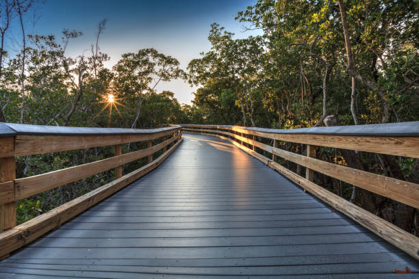 Sun shines through mangrove trees that line a Boardwalk stock photo