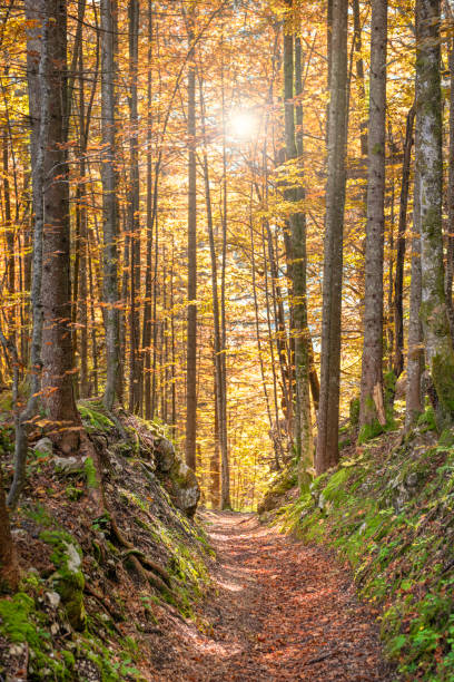 Sun shining through a lush autumn colored forest, Austria Footpath trail leading with the Sun shining through a lush fall colored forest, Austria. Nikon D850. Converted from RAW. ausseerland stock pictures, royalty-free photos & images