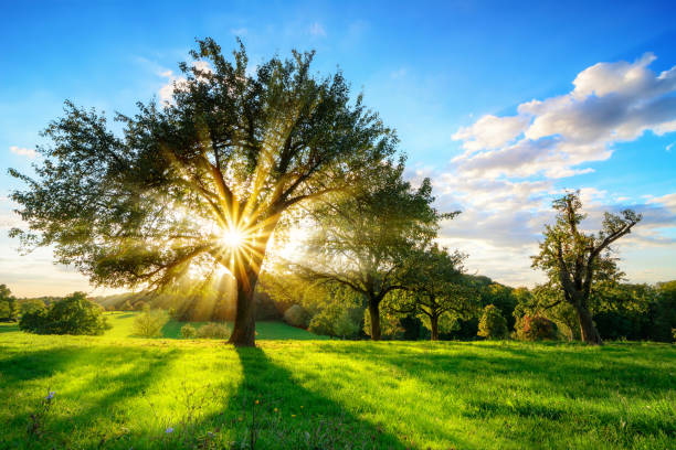 Sun shining through a tree in rural landscape stock photo