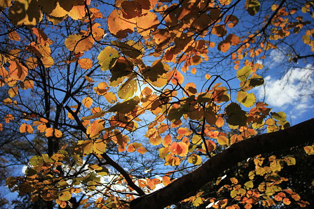 Sun Shining Through Japanese Autumn Leaves stock photo